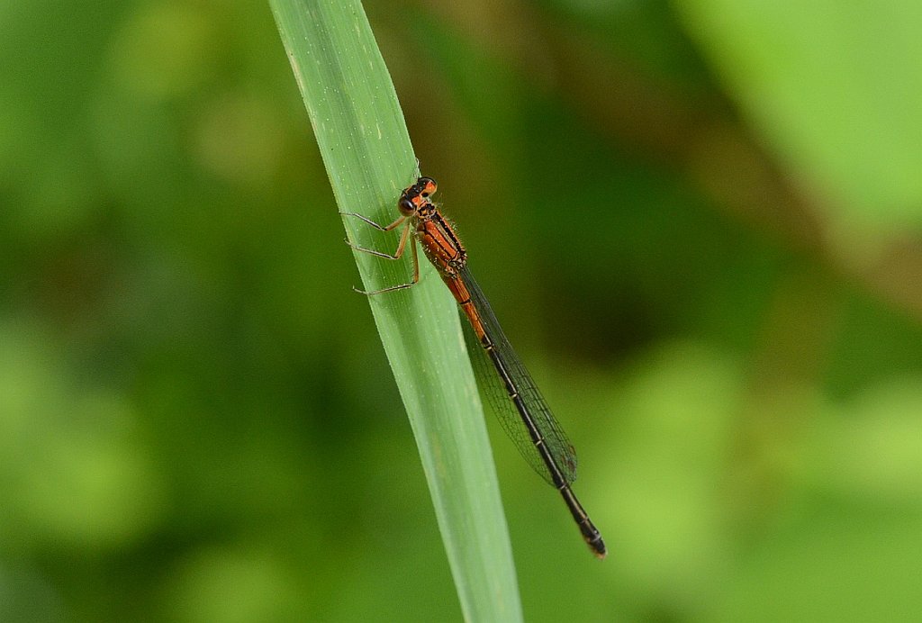 086 2013-06067953 Pierpont Meadow, MA.JPG - Scarlet Bluet (Enallagma pictum) damselfly. Pierpont Meadow Wildlife Sanctuary, MA, 6-6-2013